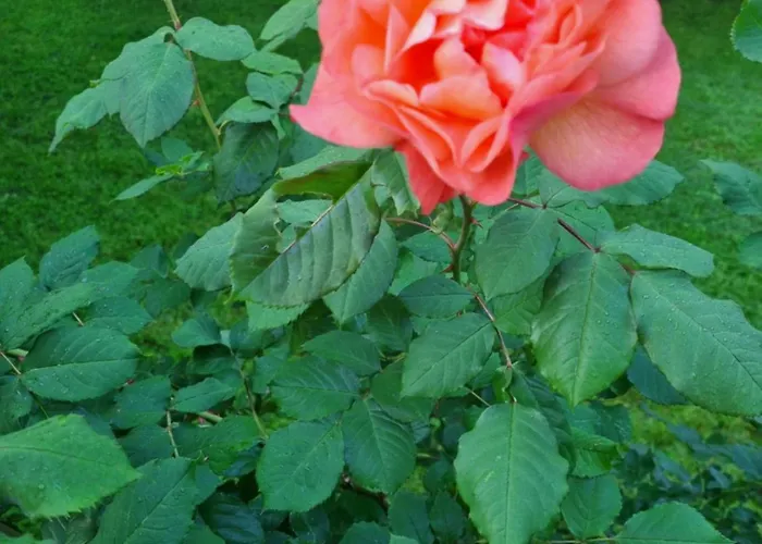 Studio Verde Au (St.Gallen) photo